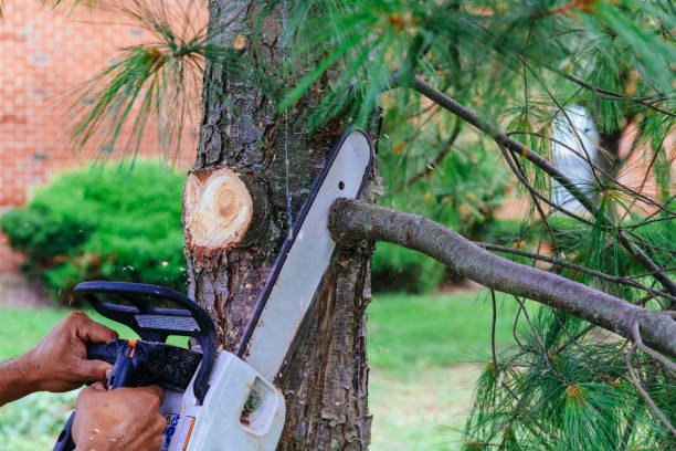 Professional Tree Removal and Landscaping Services in Stanhope, NJ